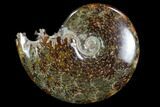 Polished, Agatized Ammonite (Cleoniceras) - Madagascar #97268-1